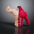Human Torso Anatomical Model Displaying Left Muscular And Right Red Muscle Structure