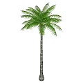 Tall Palm Tree With Green Fronds And Slender Trunk On Grass Base With Shadow