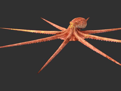 Modern Octopus 3d model