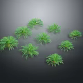 Small Fresh Green Leafy Plants Arranged in Clusters on Black Background