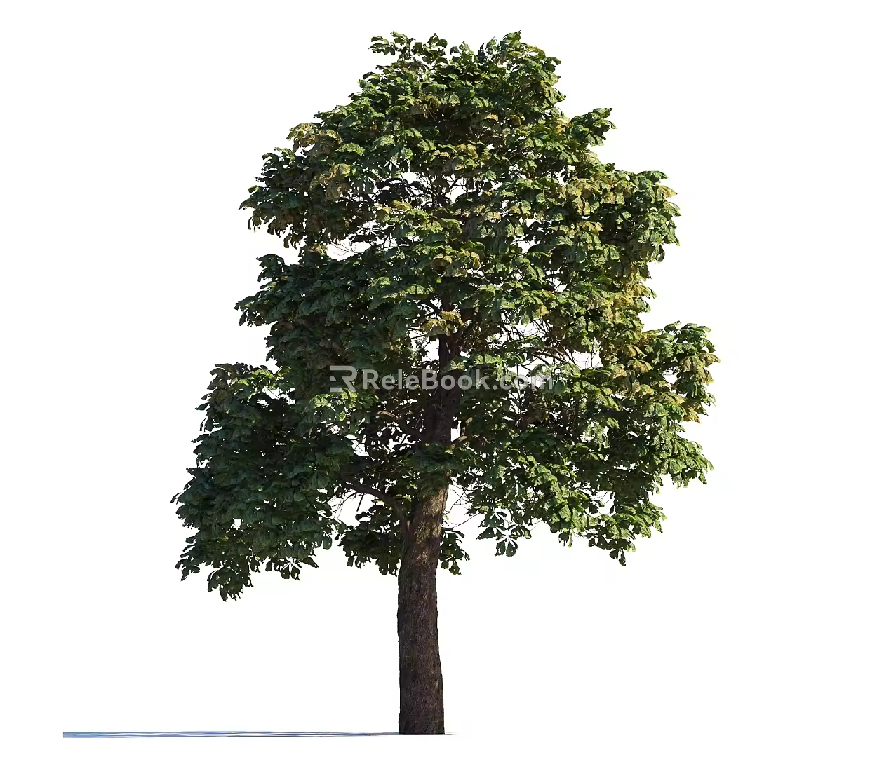 Summer Trees Roadside Trees Street Trees Community Greening Landscape Trees Garden Greening Trees Poplar Trees Elm Trees 3d model
