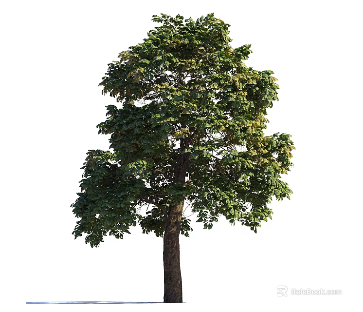 Tall Arbor With Lush Green Foliage And Straight Trunk Isolated On White 3d model 