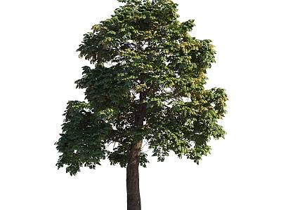 Tall Arbor With Lush Green Foliage And Straight Trunk Isolated On White 3d model