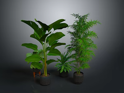 Large Leaf Medium And Small Indoor Green Plants In Black Planters For Home Living 3d model