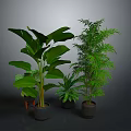 Large Leaf Medium And Small Indoor Green Plants In Black Planters For Home Living