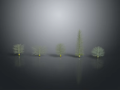 Five Different Shaped Plants on Black Smooth Surface with 3D Model Appearance and Varied Heights 3d model