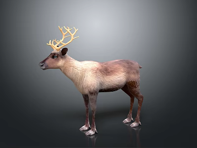 Reindeer With Large Antlers And Brown White Fur Standing On Gray Background 3d model