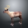 Reindeer With Large Antlers And Brown White Fur Standing On Gray Background