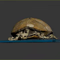 Detailed Turtle Skeleton Model Featuring Yellow Shell On Blue Display Base