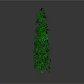 Tall Green Plant with Dense Leaves and Slender Shape Against Gray Background