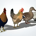 modern poultry duck 3d model