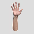 Man's Extended Hand Palm Showing Skin Texture And Finger Structure