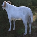 World's Most Expensive Sheep Senegal Radum Sheep Animal Creatures 3d model