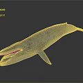 Blue Whale 3D Model With Spotted Blue Skin And Open Mouth On Gray Background