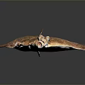 Fresh Brown Spotted Flat Flounder Fish Isolated On Dark Background With Natural Texture