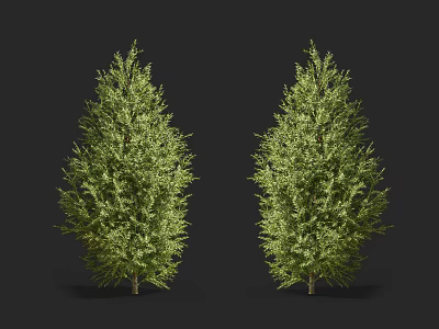 Two Evergreen Landscape Shrubs With Lush Green Foliage For Garden Decoration Healthy Specimens 3d model