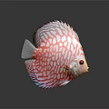 Red And White Striped Spotted Discus Fish With Vibrant Colors Round Body And Red Eyes
