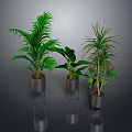 Various Green Indoor Plants In Metal Stand Pots For Modern Home Decor