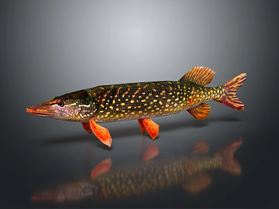 Northern Pike Fish With Colorful Spotted Body And Orange Fins On Dark Background 3d model
