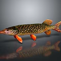 Northern Pike Fish With Colorful Spotted Body And Orange Fins On Dark Background