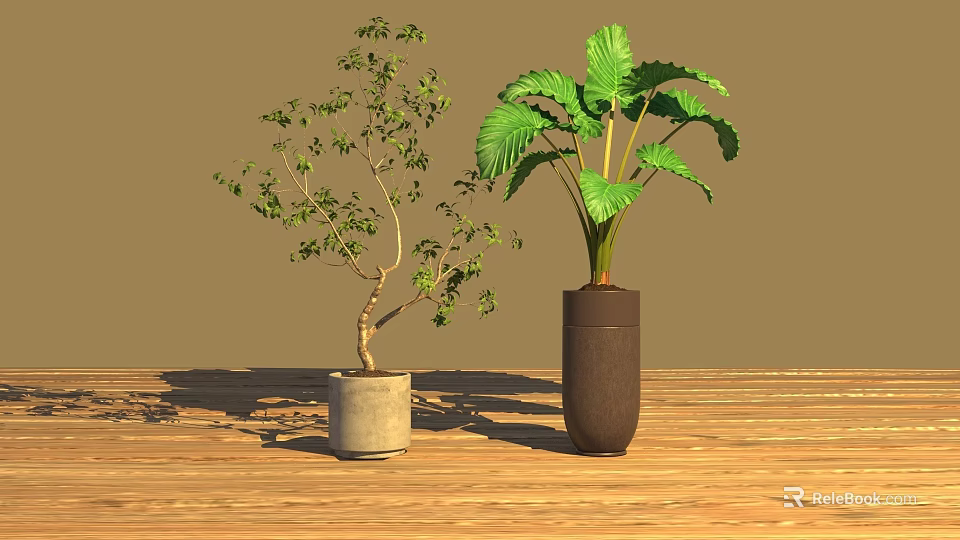 Indoor Decorative Potted Plants With Slender Branches And Broad Green Leaves On Wooden Floor 3d model 