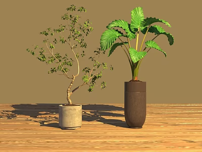 Indoor Decorative Potted Plants With Slender Branches And Broad Green Leaves On Wooden Floor 3d model