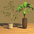 Indoor Decorative Potted Plants With Slender Branches And Broad Green Leaves On Wooden Floor