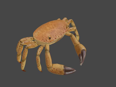 Game Movie Character 3D Model Brown Crab With Large Claws And Textured Shell 3d model