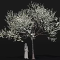 Flowering Arbor Adorned with Abundant White Blossoms and Standing Statue Detailed Close Up