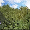 Lush Green Shrubs in Sunlit Garden with Colorful Flowers and Leafy Foliage