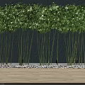 Decorative Green Bamboo Arranged Along Blue Wall With White Pebbles Indoor Setting