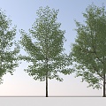 Landscape Arbor Tree 3d model