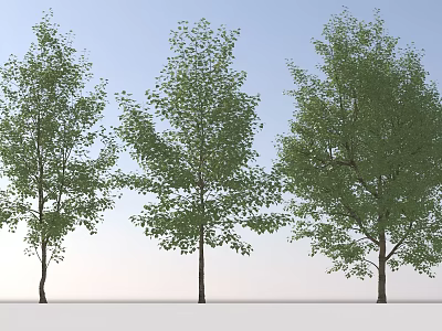 Three Tall Arbor Trees With Lush Green Leaves And Brown Trunks Against Blue Sky 3d model