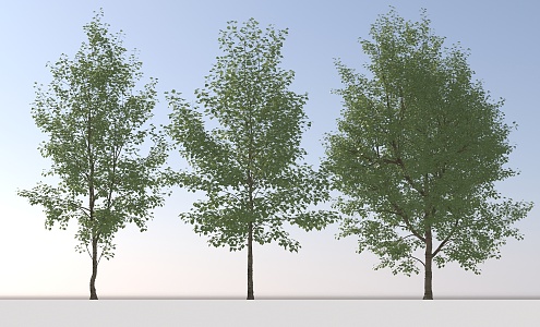 Landscape Arbor Tree 3d model