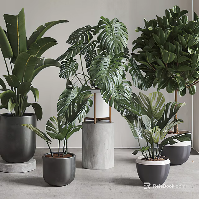 Bonsai Potted Plants with Large Green Foliage and Ceramic Pots in Indoor Settings 3d model 