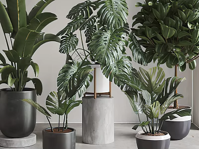 Bonsai Potted Plants with Large Green Foliage and Ceramic Pots in Indoor Settings 3d model