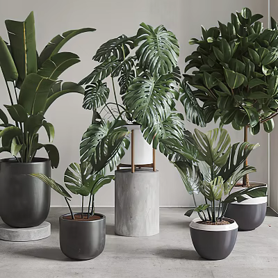 Bonsai Potted Plants with Large Green Foliage and Ceramic Pots in Indoor Settings 3d model