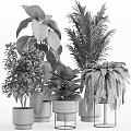 Lush Green Potted Plants With Monstera Palm And Fern For Indoor Home Decor