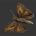 Modern Butterfly Moth Colored Butterfly 3d model