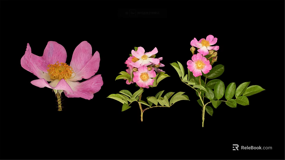 Vibrant Pink Flower Plant Featuring Green Leaves and Yellow Stamens Against Black Background 3d model 