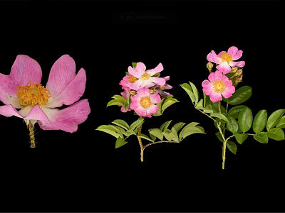 Vibrant Pink Flower Plant Featuring Green Leaves and Yellow Stamens Against Black Background 3d model