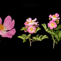 Vibrant Pink Flower Plant Featuring Green Leaves and Yellow Stamens Against Black Background
