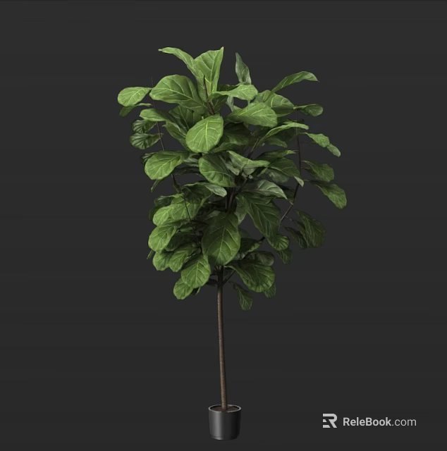 Elegant Potted Bonsai Plant With Large Green Leaves And Slender Stem 3d model 