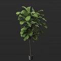 Elegant Potted Bonsai Plant With Large Green Leaves And Slender Stem
