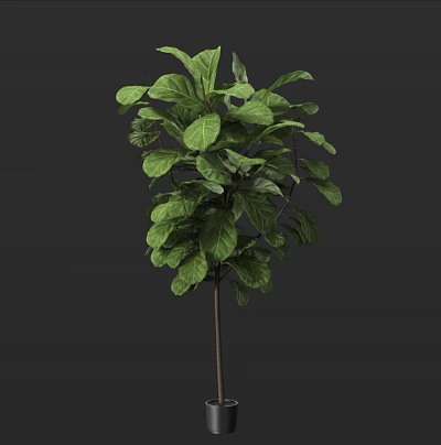 Elegant Potted Bonsai Plant With Large Green Leaves And Slender Stem 3d model