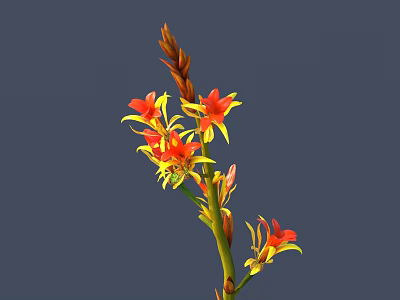Vibrant Red And Yellow Flowers On Green Stem With Buds Against Dark Background 3d model