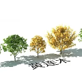 Ornamental Garden Landscape Featuring Pistacia chinensis Trees with Green and Yellow Foliage