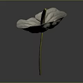 White Anthurium Plant With Green Stem On Dark Background Showing Reflection 3d model
