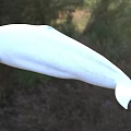 White Beluga Whale in Natural Outdoor Setting with Green Grass and Trees Background
