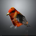 Vibrant Red Bird With Yellow Head Black Wings And White Claws